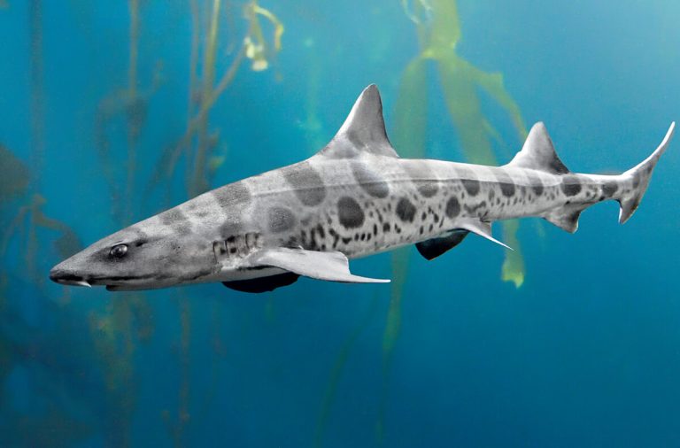 What Do Leopard Sharks Eat