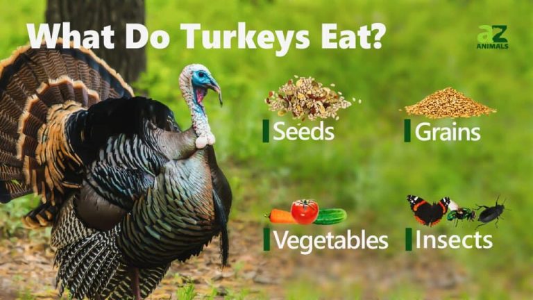What Do Domestic Turkeys Eat