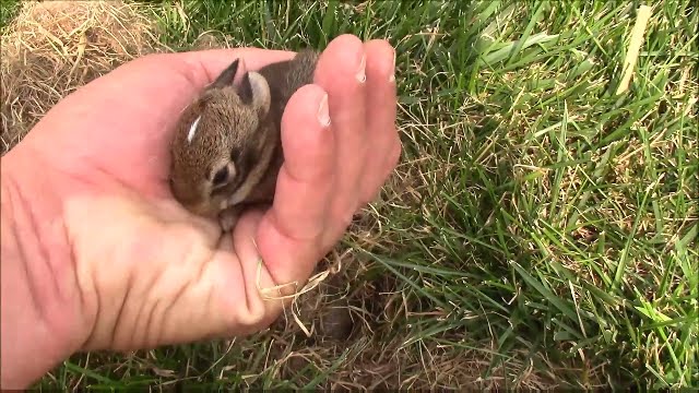 What Do Baby Rabbits Look Like