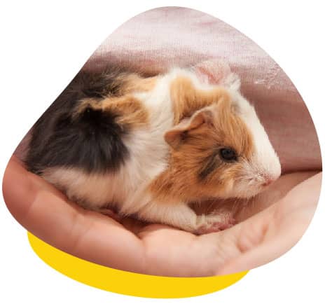 What Do Baby Guinea Pigs Look Like
