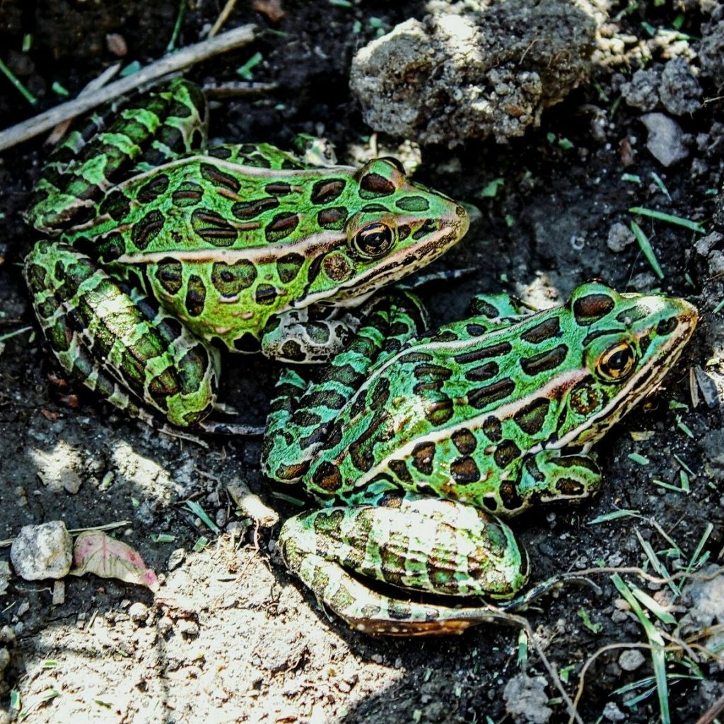 How Long Do Leopard Frogs Live