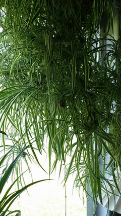Do Spider Plants Attract Spiders