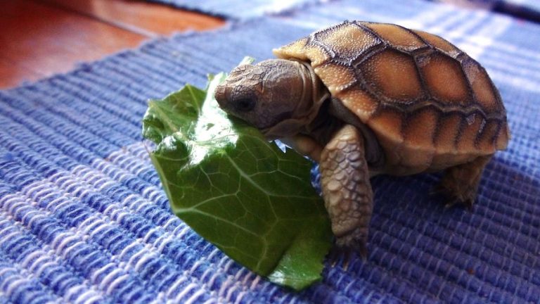 What Do Baby Tortoises Eat