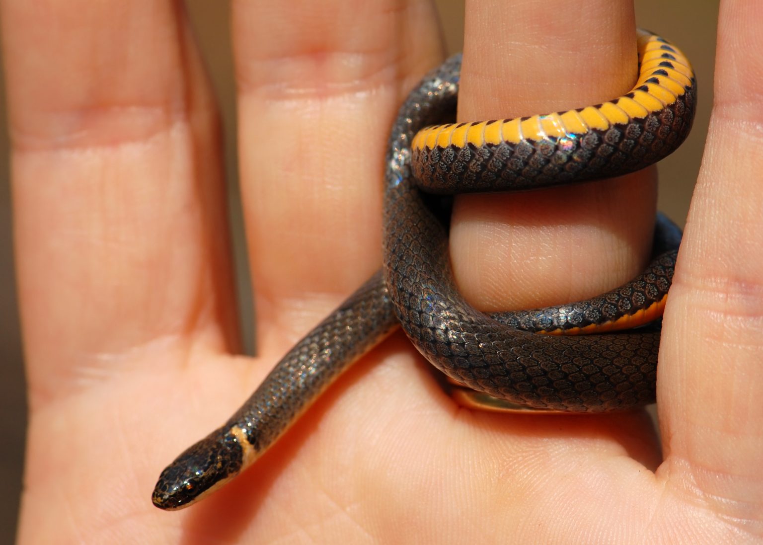 What Do Baby Ringneck Snakes Eat - Katynel