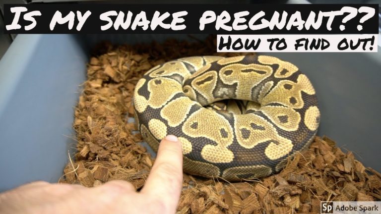How to Tell If Your Snake is Pregnant