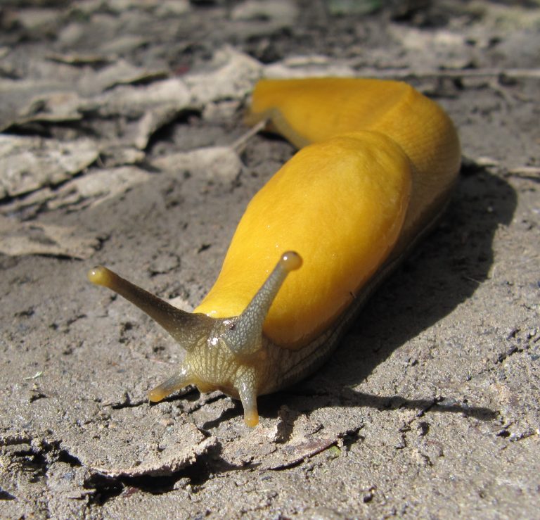 What Do Banana Slugs Eat