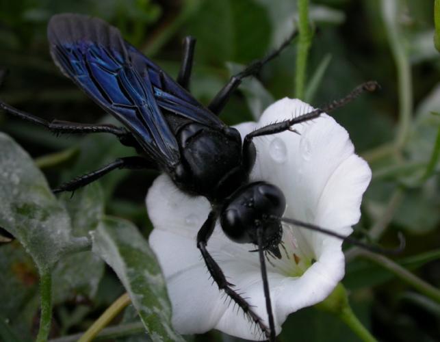 What Do Black Wasps Eat