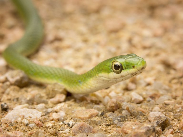 What Do Green Snakes Eat