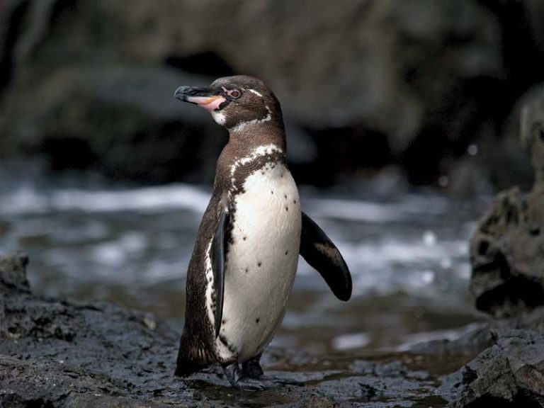 What Do Galapagos Penguins Eat