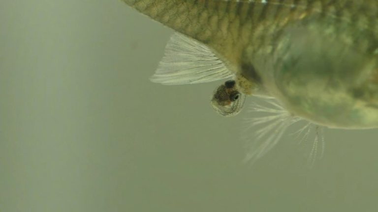 What Do Baby Guppies Look Like