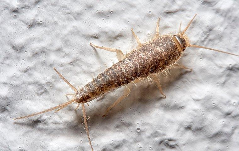 What Do Baby Silverfish Look Like