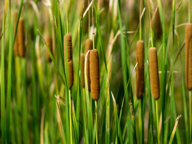 What Do Cattails Look Like