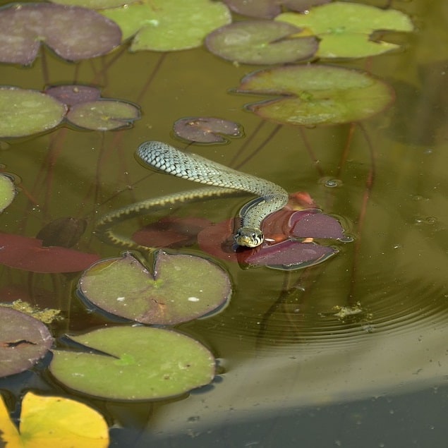 How to Snake Proof a Pond