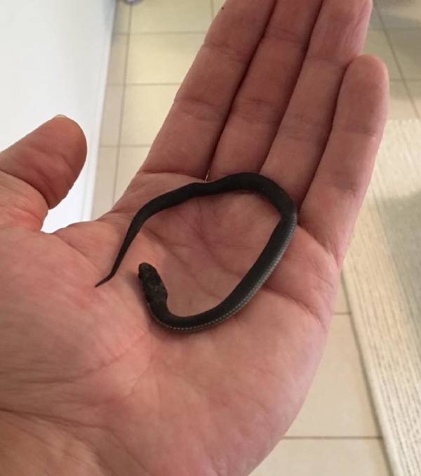 What Do Baby Snakes Look Like