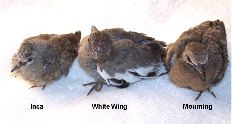 What Do Fledgling Doves Eat