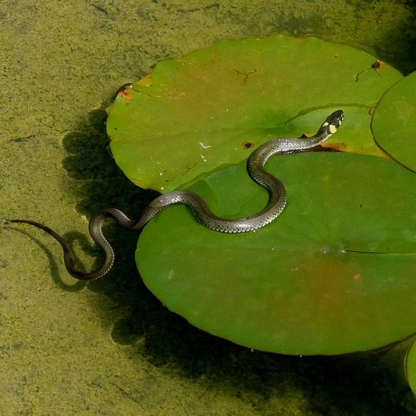 How to Keep Snakes Out of My Fish Pond