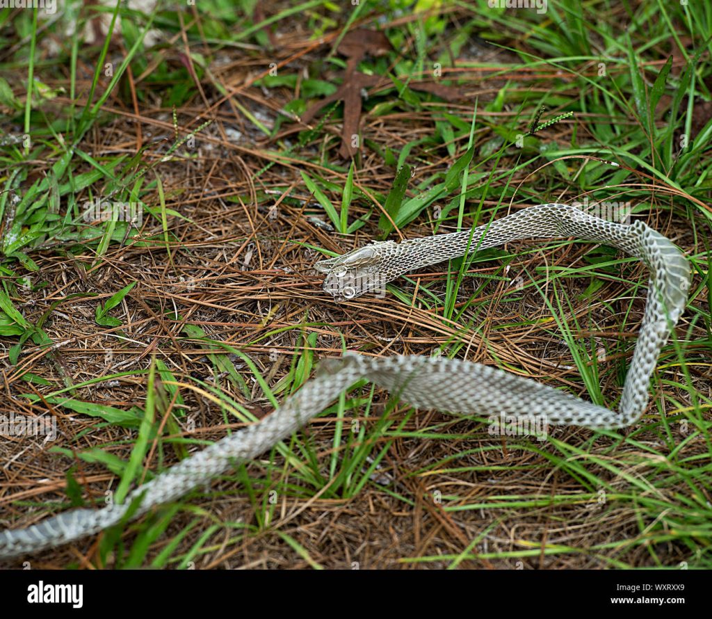 Do Grass Snakes Shed Their Skin - Katynel