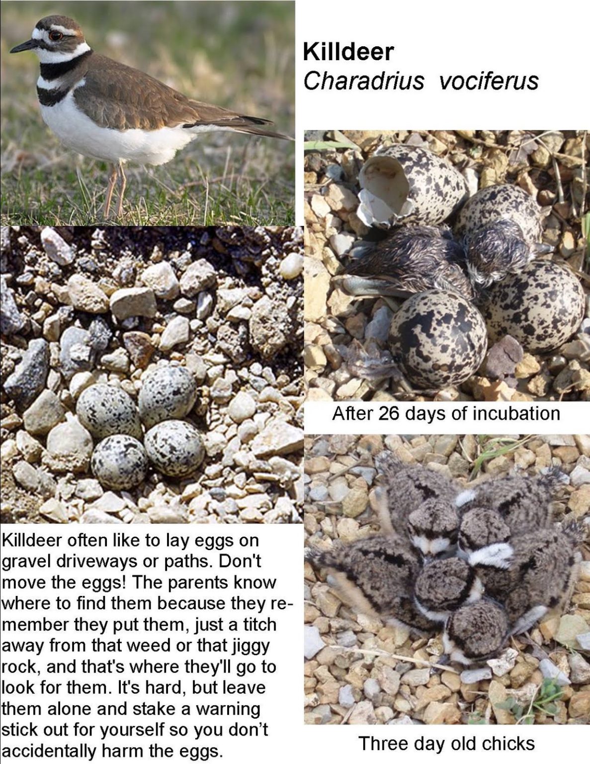 What Do Baby Killdeer Eat Katynel