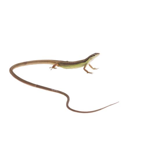 What Do Long Tailed Grass Lizards Eat