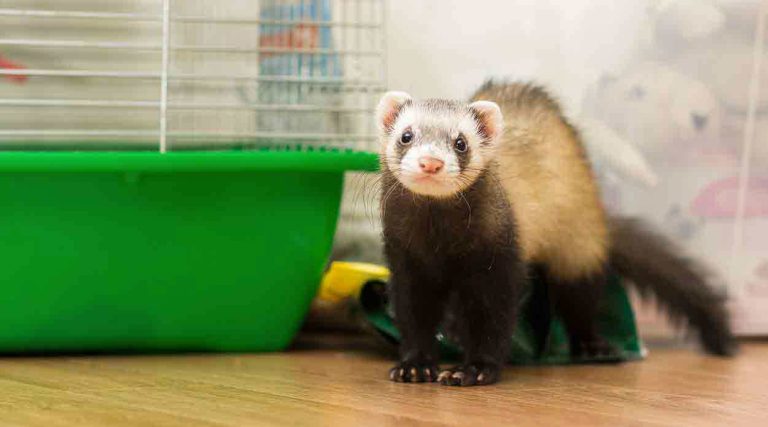 What Do Ferrets Have