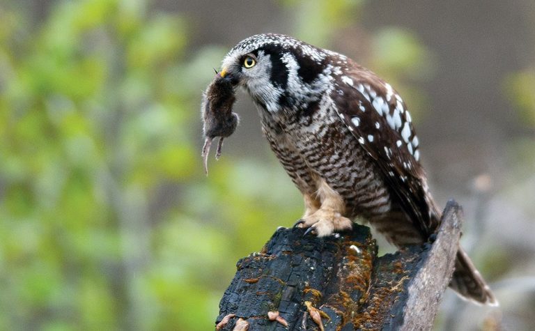 What Animal Eats Northern Hawk Owl